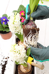 Image showing Hyacinth, repotting plants