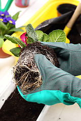 Image showing Roots, repotting houseplants.