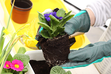 Image showing The woman planted colorful flowers in pots 