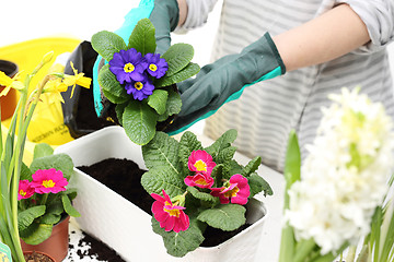 Image showing Spring flower arrangement,