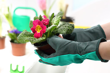 Image showing Colorful flowers, primroses