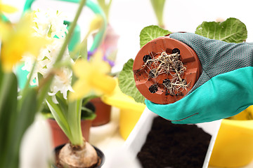 Image showing Roots, repotting houseplants.