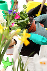 Image showing Primroses spring flowers