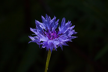 Image showing Cornflower in Sunlight