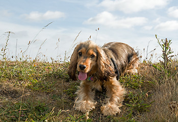 Image showing English Show Cocker Spaniel Puppy Panting