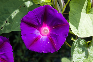 Image showing Morning Glory