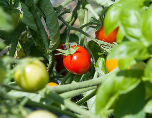 Image showing Tomatoes Ripening