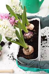 Image showing The woman planted colorful flowers in pots 