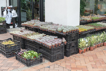 Image showing Flower Shop