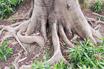 Image showing Tree Roots