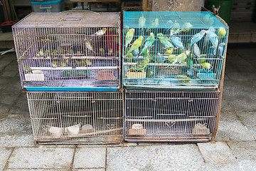 Image showing Canaries in Birdcages