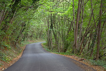 Image showing Lush green wood near Travo, Valtrebbia, Italy