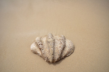 Image showing Shell on the beach