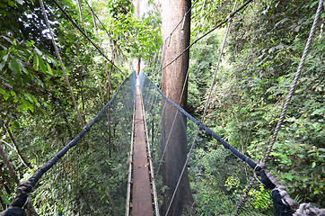 Image showing Poring Treetop Canopy Walk