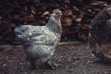 Image showing Chicken walking in the yard