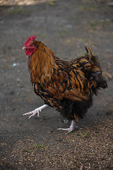 Image showing Rooster walking in the yard