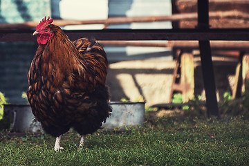 Image showing Rooster walking in the yard