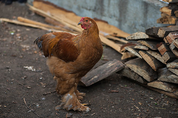 Image showing Chicken walking in the yard