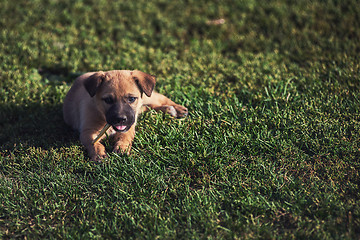 Image showing Cute playing puppy dog