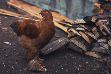 Image showing Chicken walking in the yard