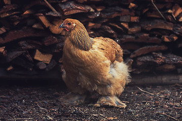 Image showing Chicken walking in the yard