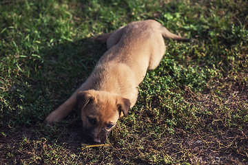 Image showing Cute playing puppy dog