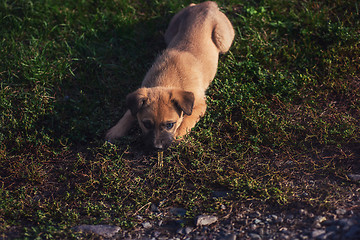 Image showing Cute playing puppy dog