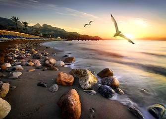 Image showing Seagulls over beach