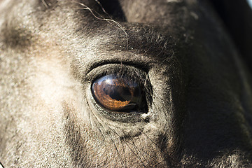 Image showing Eye of a black Horse