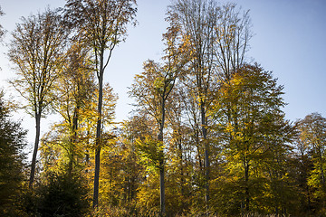 Image showing Autumn forest impressions