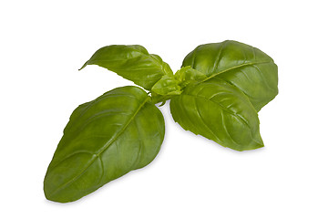 Image showing Fresh leaf of basil
