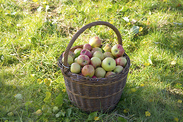 Image showing Fresh apples in a basket