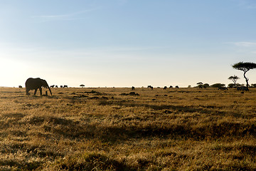 Image showing group of herbivore animals in savannah at africa