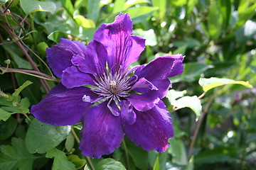 Image showing Flower of clematis President