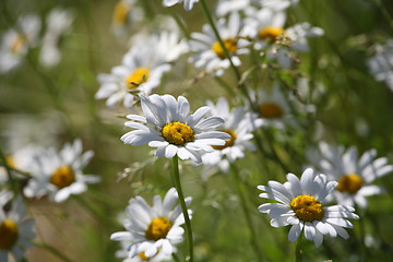 Image showing A lot of  of daisies on a summer field