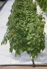 Image showing Hydroponic Tomato Cultivation
