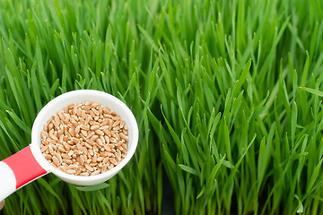 Image showing Microgreens Growing Panoramic Wheatgrass Blades Scoop Red Wheat 