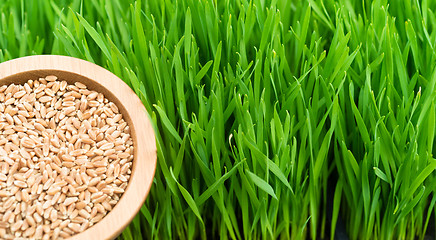 Image showing Microgreens Growing Panoramic Wheatgrass Blades Bowl Red Wheat B