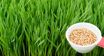 Image showing Microgreens Growing Panoramic Wheatgrass Blades Scoop Red Wheat 