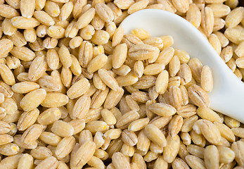 Image showing Pearl Barley Pearled Whole Grain Food