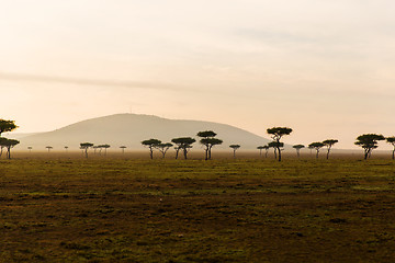 Image showing acacia trees in savannah at africa