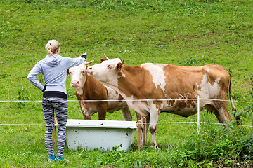 Image showing Active sporty female hiker observing and caressing pasturing cows on meadow.