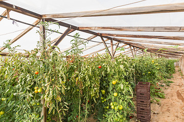 Image showing Rows of tomato plants growing inside greenhouse.