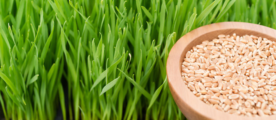 Image showing Microgreens Growing Panoramic Wheatgrass Blades Bowl Red Wheat B