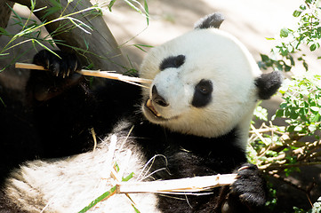 Image showing Endangered Animal Wildlife Giant Panda Eating Bamboo Stalk