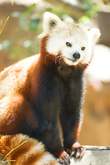 Image showing Red Panda Wild Animal Panting Stands Tree Limb