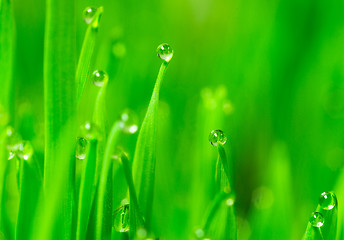 Image showing Microgreens Growing Panoramic Dew on Wheatgrass Blades