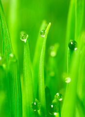 Image showing Microgreens Growing Vertical Dew on Wheatgrass Blades