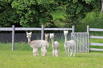Image showing Herd of Four White Alpacas 