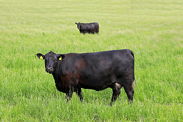 Image showing Two Black Cows on Grassy Field Mirror Image